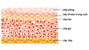Quá Trình Thay Da Tự Nhiên