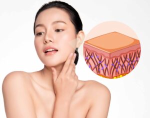 Elastin Một Protein Trong Trẻ Hoá Da
